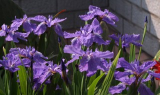 鸢尾花如何种植（德国鸢尾花如何种植）