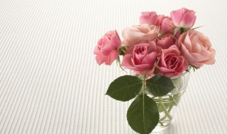 粉色玫瑰花的花语是什么啊 粉色玫瑰的花语?