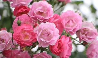 粉红色蔷薇的花语是什么（粉蔷薇 花语）