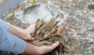 海虾的养殖方法 对虾养殖方法