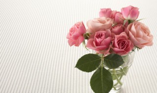 玫瑰花盆栽种植方法 盆栽玫瑰花怎么养