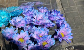 蓝紫色的雏菊花的花语是什么（紫色雏菊的花语是什么?）