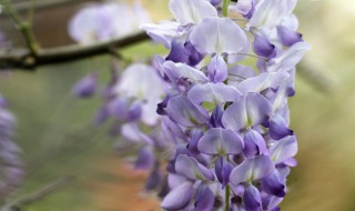 紫藤花种植方法 紫藤花种植方法和注意事项