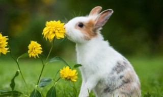 软萌可人眉清目秀的宠物兔兔的名字（活泼的兔子名字）