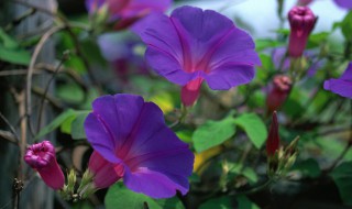 牵牛花开出了紫色的小花怎么扩句（牵牛花开出来了紫色的小花改为拟人句）