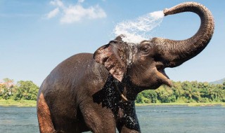 为什么泰国被称为大象之邦 泰国是大象之国还有什么国