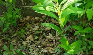 孔雀玉竹的养殖方法 孔雀玉竹怎么养
