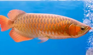 金龙鱼怎么养殖方法 龙睛金鱼的养殖方法