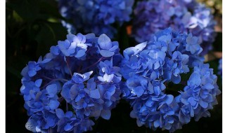 蓝色的花有哪些及花名（蓝色的花有哪些名称）