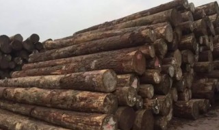 鲜木头煮多长时间防裂 新鲜木材要煮多久