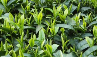 茶树的种类 茶树的种类跟茶叶的区分有关系吗