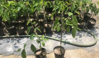 释迦果盆栽几年可以挂果 释迦果一般种植多久可以结果