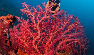 形成一株珊瑚要多长时间 珊瑚的生长周期