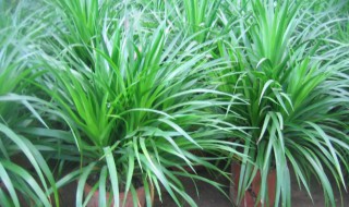 多头龙竹的养殖方法 巨龙竹种植方法