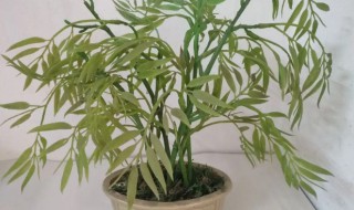 小竹子盆栽的养殖方法 小竹子怎么种植