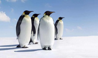 世界上体型最小的企鹅是什么 体型最大的企鹅是