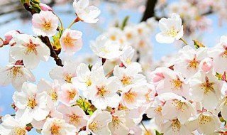 春天开白花的树（春天开白花的树有哪些）