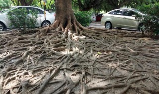榕树的根属于什么根系 榕树根是什么根