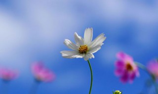 蓝色波斯菊的花语 粉色波斯菊的花语是什么