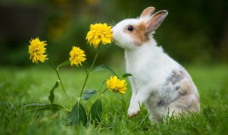 兔子可以吃煮熟的菜吗 兔子可以吃熟的食物吗