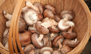 如何正确清洗香菇 如何快速清洗香菇