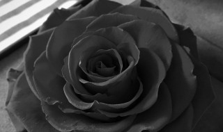 黑色永生花的花语是什么 黑色的花的花语