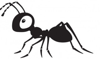 蚂蚁的寿命一般是多长时间 蚂蚁的寿命一般是多久