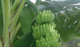 芭蕉树和香蕉树是同一种植物吗 芭蕉树和香蕉树是同一种植物吗图片