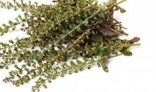 紫苏的种植方法与时间 紫苏的种植技术和栽培