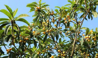 枇杷果树种植方法（枇杷树的种植方法）
