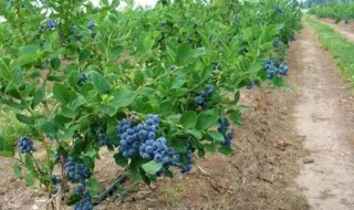 矮丛蓝莓怎样种植 矮丛蓝莓种植技术