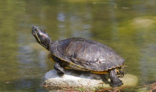 乌龟可以一直放在水里吗 乌龟能不能一直放水里