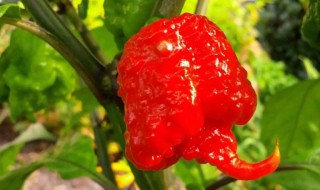 辣椒在植物分类中属于哪一类 辣椒在植物中的分类属于什么