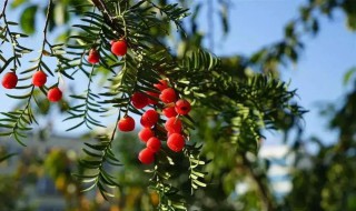 红豆杉属于被子植物还是裸子植物（红豆树是被子植物还是裸子植物）