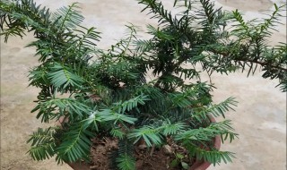 红豆杉家庭种植方法（红豆杉怎样种植）