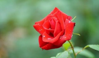 玫瑰花室内养殖方法和注意事项（玫瑰花室内养殖方法和注意事项视频）