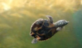 小甲鱼可以放在装满水的鱼缸养吗 小甲鱼可以放在装满水的鱼缸养吗视频