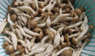 平菇蟹味菇之类的东西怎么保存 蟹味菇怎样保存