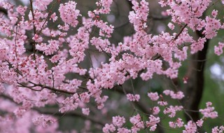 广州春天最早开花的花是什么花 广州春天最早开花的花是什么花图片