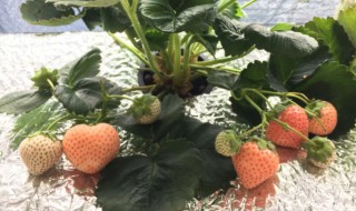水培草莓的种植方法（水培草莓的种植方法和技术）