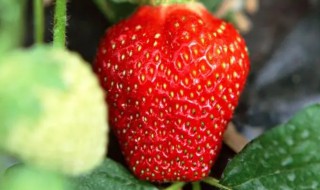 草莓花盆种植方法 家里花盆怎样种草莓