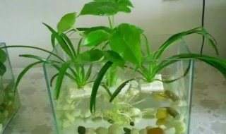 水培盆栽的种植方法 水培植物怎么栽