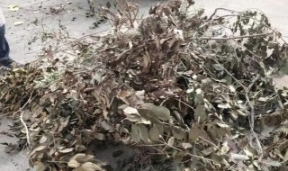 盆栽废弃枯树枝属于什么垃圾 盆栽废弃的枯枝叶属于什么垃圾