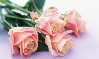 世界种植玫瑰花最多的国家是哪个 玫瑰花在哪个国家种的最多