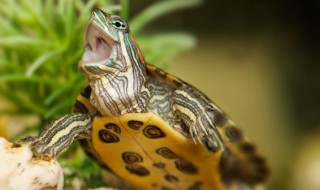 乌龟能长期养在鱼缸吗（乌龟可以长期放在鱼缸里养吗）