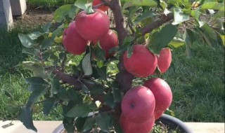 盆栽苹果树种植方法 如何盆栽苹果树
