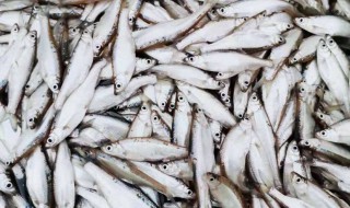 白条鱼为什么养不活 白条鱼能人工养殖吗