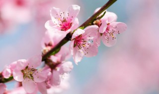 梅花结籽桃花开花各在哪个月份 梅花是什么季节开的