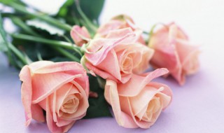 六朵玫瑰花的花语是什么 六朵红玫瑰花语是什么意思