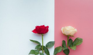 白玫瑰和粉玫瑰的花语分别是什么（白玫瑰和粉玫瑰的花语分别是什么呢）